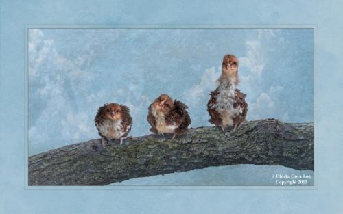Award winning image "3 Chicks On A Log" Tammy Thompson copyright 2015