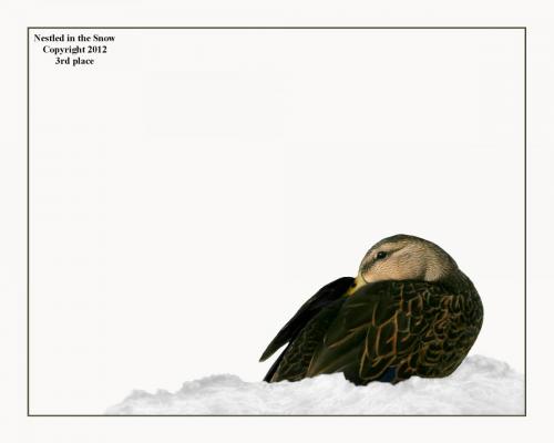 Award winning image "Nestled In the Snow" Tammy Thompson copyright 2012