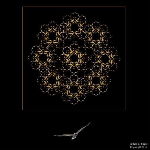 Award winning image "Pattern of Flight" Tammy Thompson copyright 2017