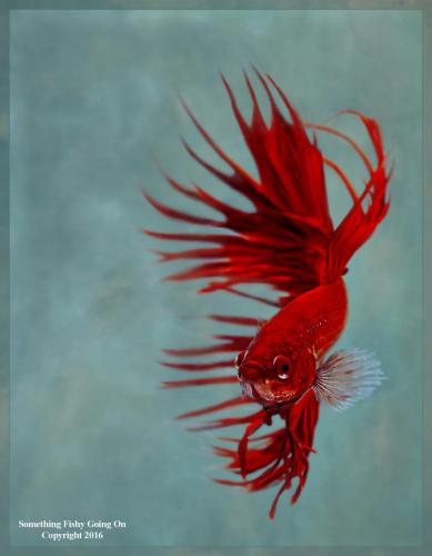 Award winning image "Something Fishy Going On" Tammy Thompson copyright 2016